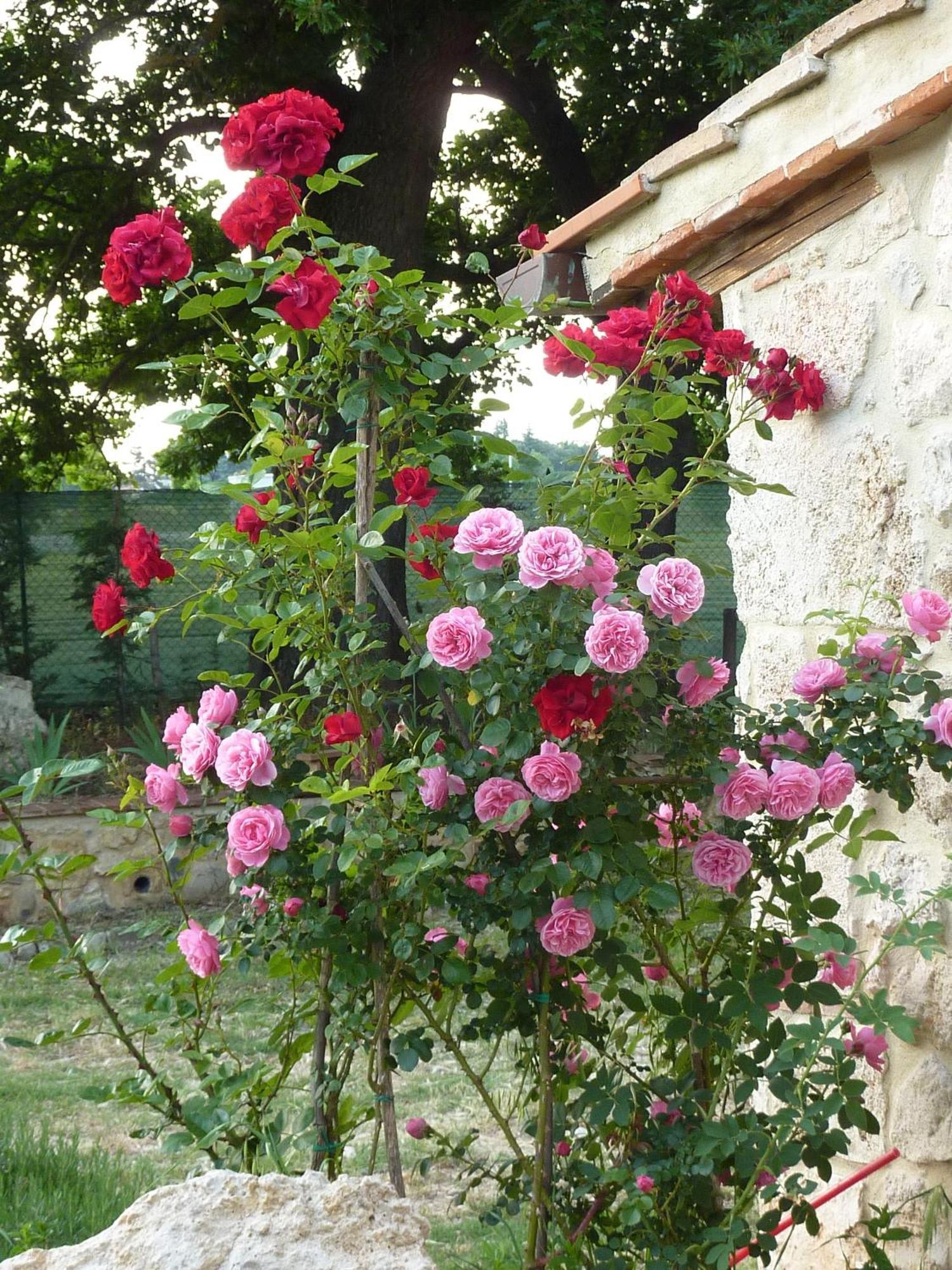 Agriturismo La Segolina Colle di Val d'Elsa Exterior foto